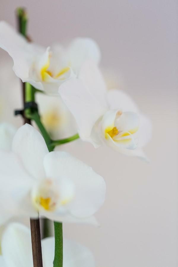 Apartment Natur Bled Buitenkant foto